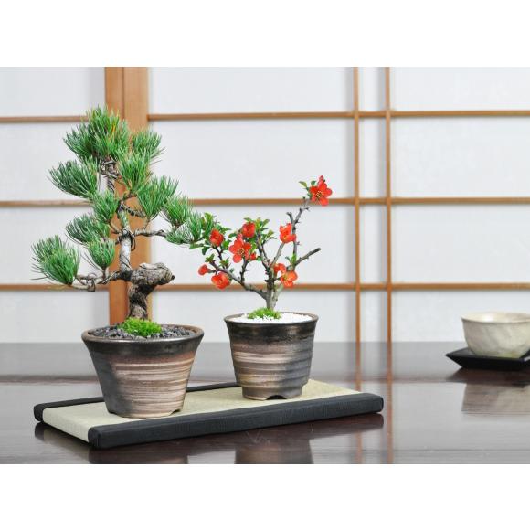 盆栽 花と松のペアセット ミニ長寿梅と五葉松の盆栽 送料無料 : 盆栽妙