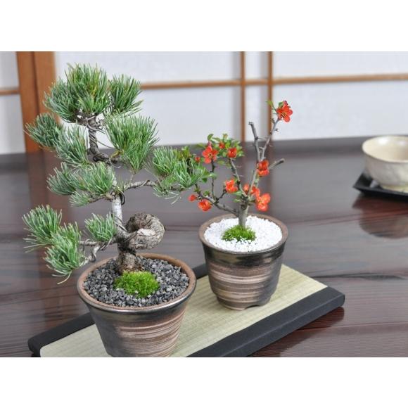 盆栽 花と松のペアセット ミニ長寿梅と五葉松の盆栽 送料無料 : 盆栽妙