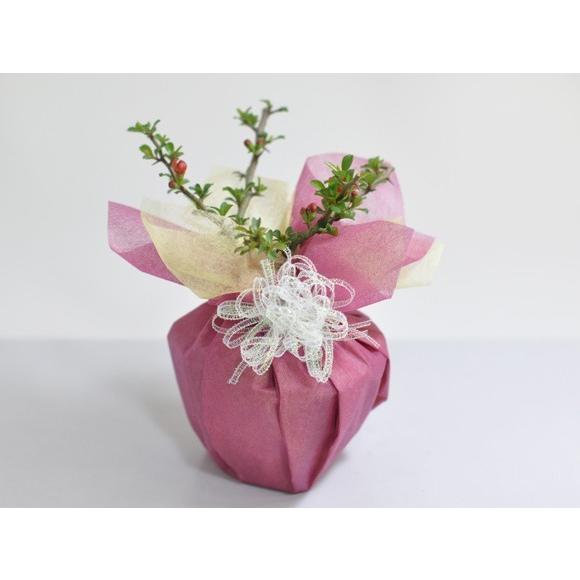 松寿　小品　盆栽鉢　レトロ　5個セット　(A5) 盆栽 花と松のペアセット ミニ長寿梅と五葉松の盆栽 送料無料 : 盆栽妙