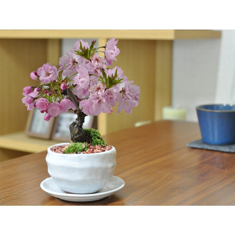 母の日 遅咲き桜盆栽 桜 陶器鉢 万古焼 受け皿付きミニ盆栽 旭山