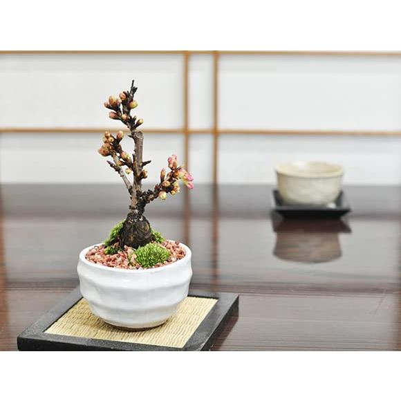 母の日 遅咲き桜盆栽 桜 陶器鉢 万古焼 受け皿付きミニ盆栽 旭山