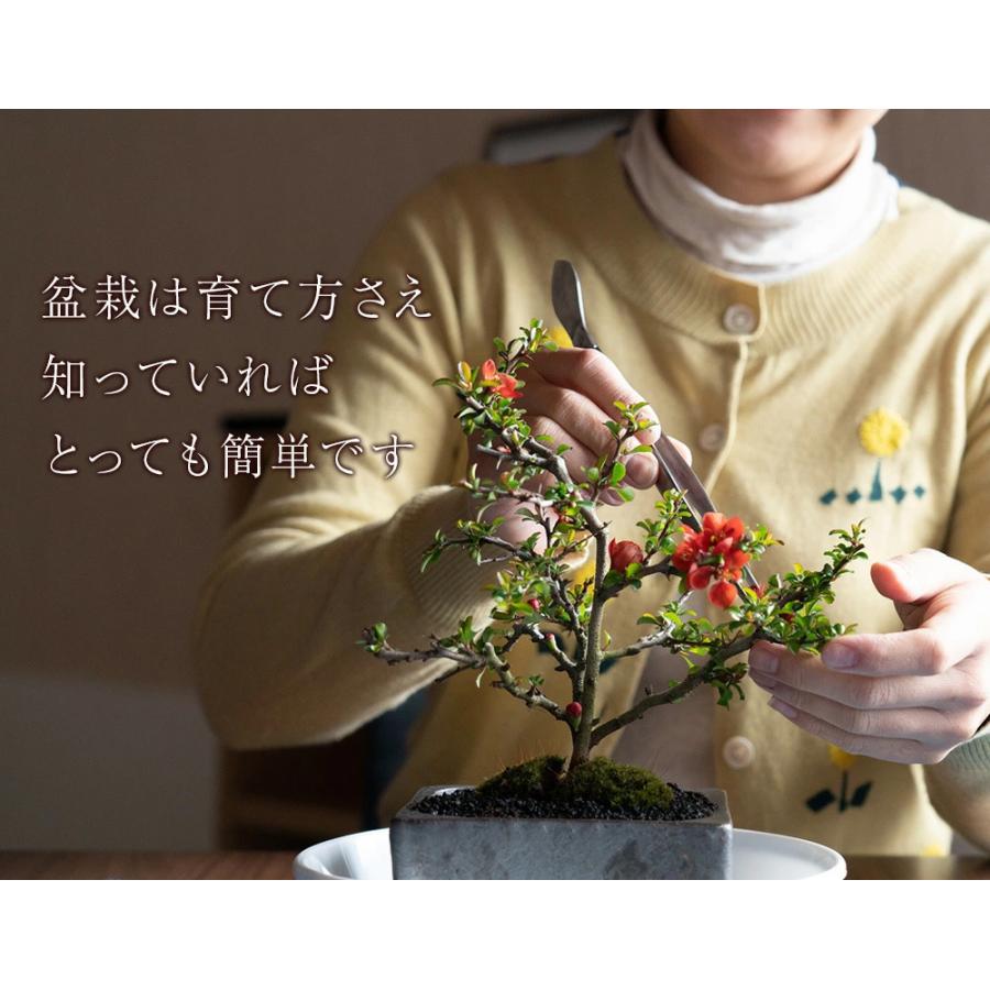 遅咲き桜盆栽 桜 陶器鉢 万古焼 受け皿付きミニ盆栽 旭山 : 盆栽妙
