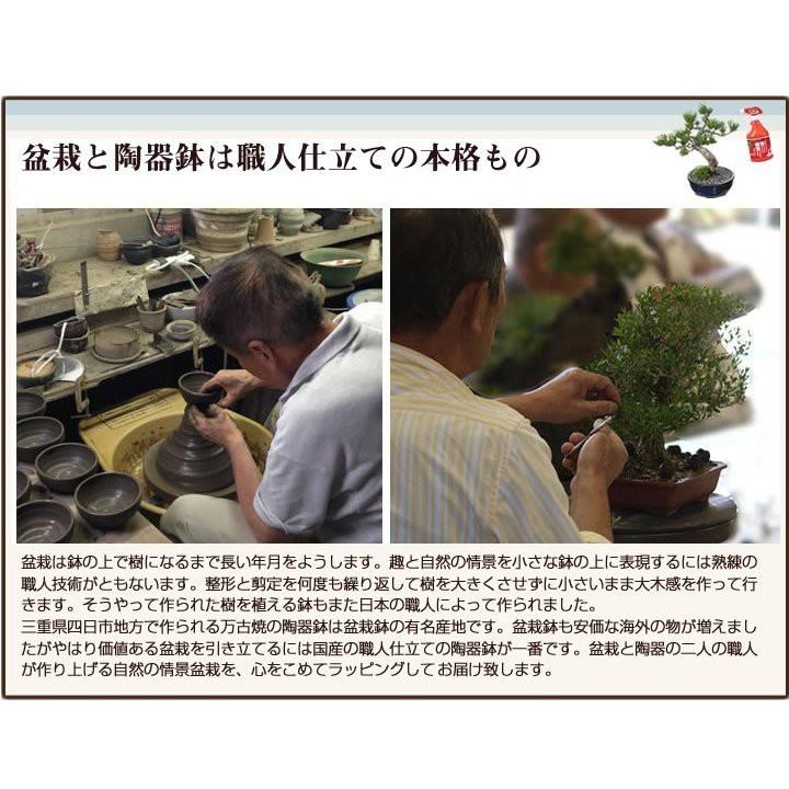 松盆栽 ミニ黒松 瑠璃紺和鉢 受け皿付き 樹齢 3年 本場四国 ブランド