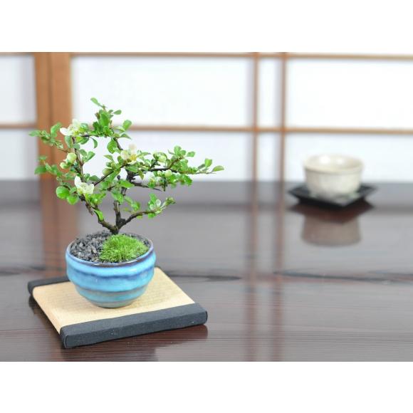 花盆栽 花 ミニ 長寿梅 瑠璃紺和鉢 白花 受け皿付き 可愛い ブランド