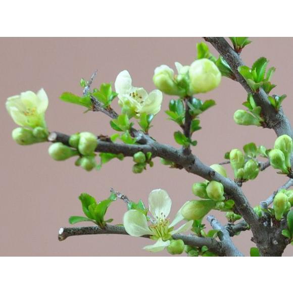 小型盆栽 青い鉢 白い花 染付小紋 草花 BONSAI - 聖新陶芸株式会社｜栽培キットの企画・製造・販売