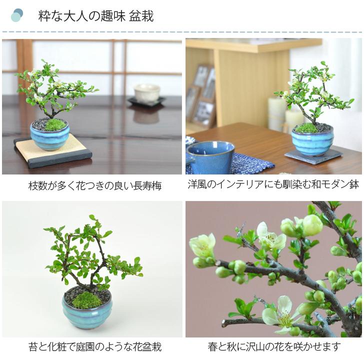 父の日 盆栽 即日発送 花 ミニ 長寿梅 瑠璃紺和鉢 白花 天然石の敷物付き 可愛い 人気 ランキング 60代 70代 小さい ギフト ぼんさい 新しい 趣味 a24 盆栽妙 ヤフー店 通販 Yahoo ショッピング