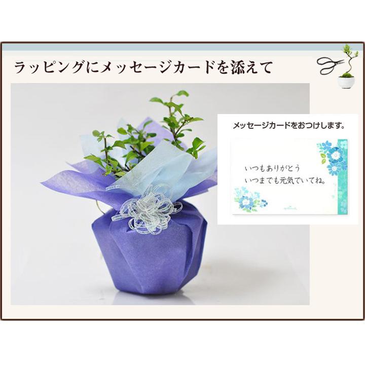 花盆栽 花 ミニ 長寿梅 瑠璃紺和鉢 白花 受け皿付き 可愛い ブランド