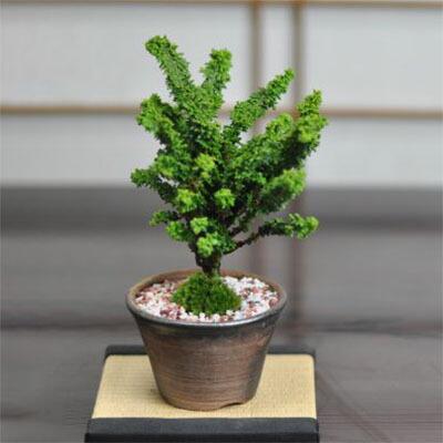 盆栽 石化ヒノキ ミニ盆栽 松柏 記念樹 鉢植え シンボルツリー 日本