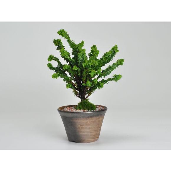 盆栽 石化ヒノキ ミニ盆栽 松柏 記念樹 鉢植え シンボルツリー 日本