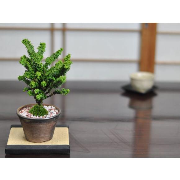 盆栽 石化ヒノキ ミニ盆栽 松柏 記念樹 鉢植え シンボルツリー 日本