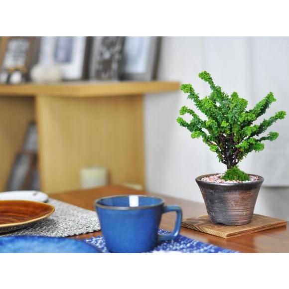 盆栽 石化ヒノキ ミニ盆栽 松柏 記念樹 鉢植え シンボルツリー 日本