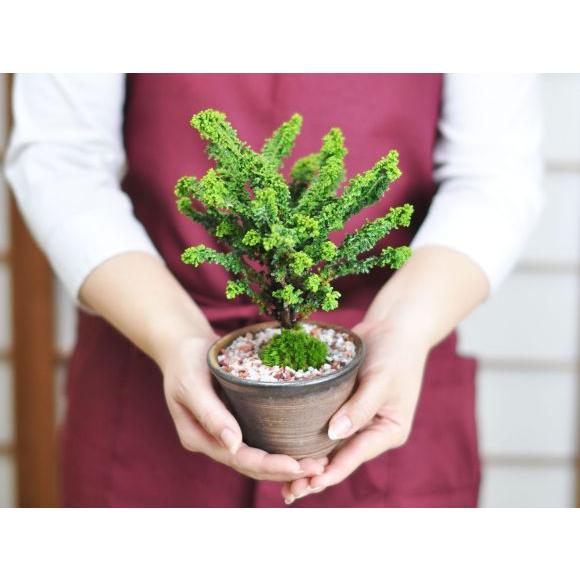 盆栽 石化ヒノキ ミニ盆栽 松柏 記念樹 鉢植え シンボルツリー 日本