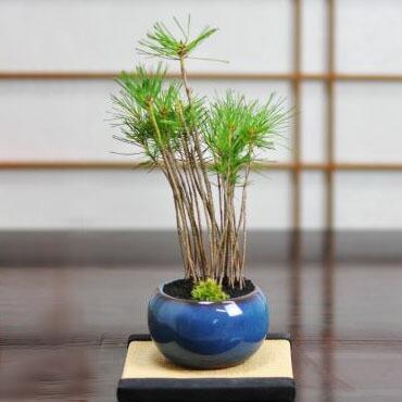 盆栽 黒松の寄せ植え トルコブルー ミニ盆栽 松 鉢植え シンボルツリー