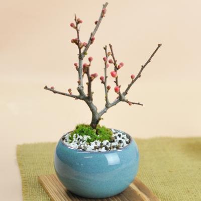 盆栽 黒長寿梅 ミニ盆栽 花 記念樹 鉢植え シンボルツリー 日本庭園