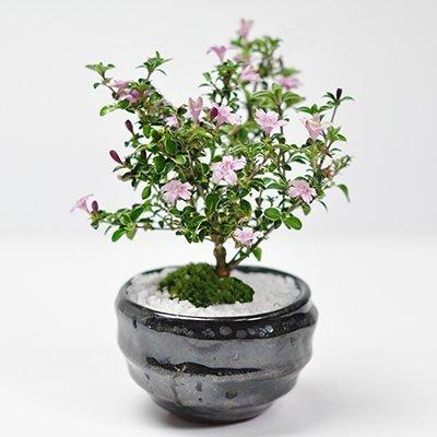 香丁木(コウチョウギ) 万古焼 天目鉢 盆栽 ミニ香丁木の盆栽