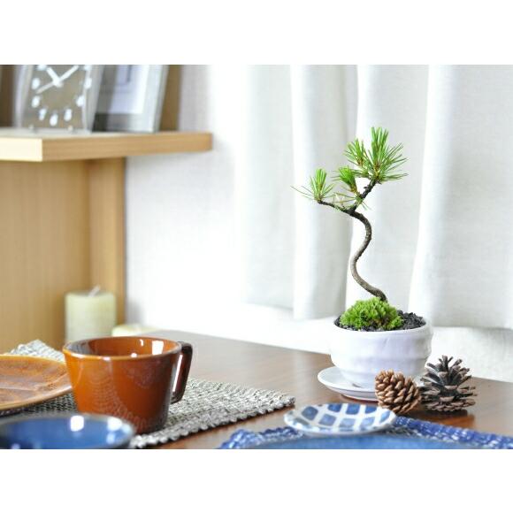 【石木花 正規品】大王松 盆栽 黒鉢 受け皿付き 石木花 正規品】大王松 盆栽 黒鉢 受け皿付き