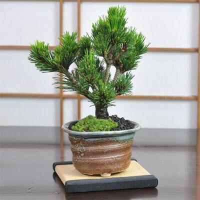 盆栽 千寿丸 ミニ盆栽 松 記念樹 鉢植え シンボルツリー 日本