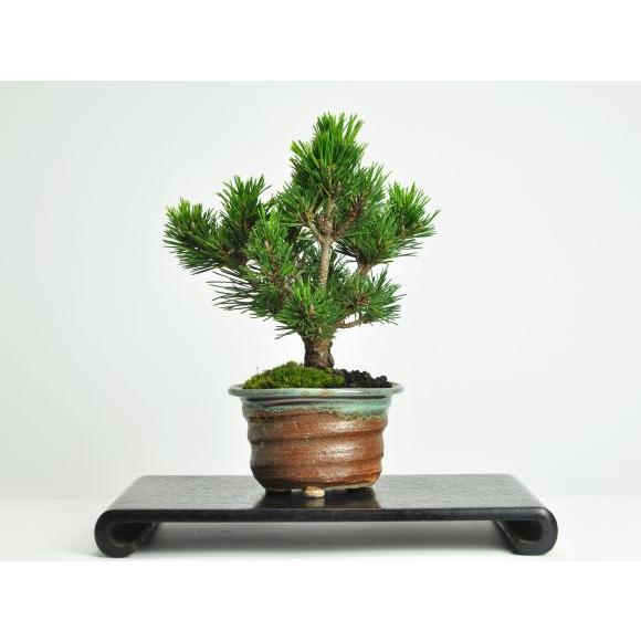 盆栽 千寿丸 ミニ盆栽 松 記念樹 鉢植え シンボルツリー 日本