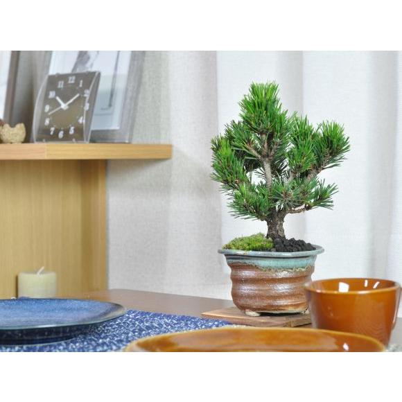 千寿丸　松　盆栽 盆栽 千寿丸 小 ミニ盆栽 松 記念樹 鉢植え シンボルツリー 日本庭園