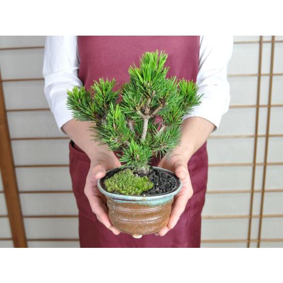 盆栽 千寿丸 ミニ盆栽 松 記念樹 鉢植え シンボルツリー 日本