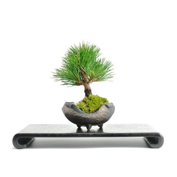 盆栽 千寿丸 小 ミニ盆栽 松 記念樹 鉢植え シンボルツリー 日本庭園