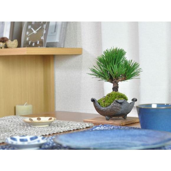 盆栽 千寿丸 小 ミニ盆栽 松 記念樹 鉢植え シンボルツリー 日本庭園