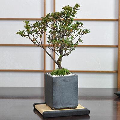 盆栽 皐月 さつき ミニ盆栽 花 記念樹 鉢植え シンボルツリー 盆栽 皐月 さつき ミニ盆栽 花 記念樹 鉢植え シンボルツリー