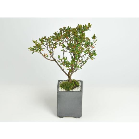 盆栽 皐月 さつき ミニ盆栽 花 記念樹 鉢植え シンボルツリー 盆栽 皐月 さつき ミニ盆栽 花 記念樹 鉢植え シンボルツリー