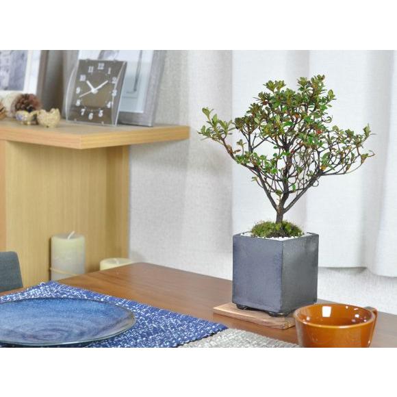 盆栽 皐月 さつき ミニ盆栽 花 記念樹 鉢植え シンボルツリー 日本庭園