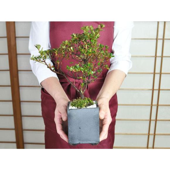 盆栽 皐月 さつき ミニ盆栽 花 記念樹 鉢植え シンボルツリー 盆栽 皐月 さつき ミニ盆栽 花 記念樹 鉢植え シンボルツリー