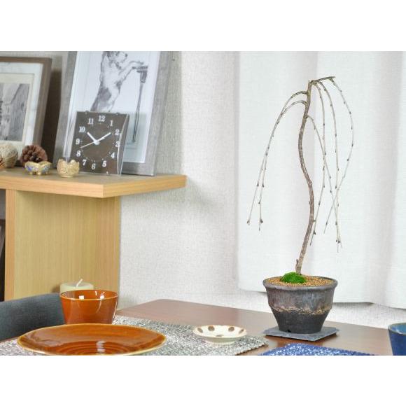 盆栽 富士しだれ桜 ミニ盆栽 花 記念樹 鉢植え シンボルツリー 日本