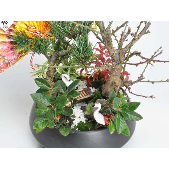 盆栽 モダン丸7号 松竹梅 お正月 福 縁起物 植物 五葉松 梅 ぼんさい