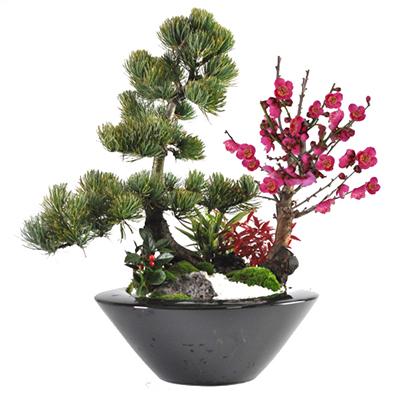 盆栽 モダン 松竹梅 受皿付き お正月 福 縁起物 植物 五葉松 梅 ぼん