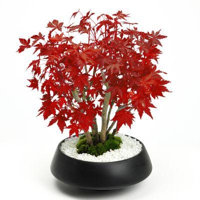 盆栽 山もみじの寄せ植え 太幹 モダン ミニ盆栽 雑木 記念樹 シンボル