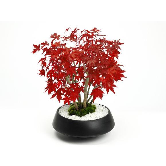 盆栽 山もみじの寄せ植え 太幹 モダン ミニ盆栽 雑木 記念樹 シンボル