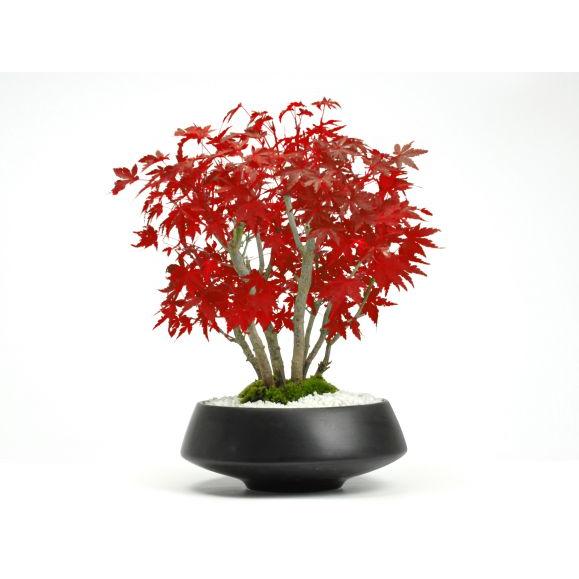 盆栽 山もみじの寄せ植え 太幹 モダン ミニ盆栽 雑木 記念樹 シンボル