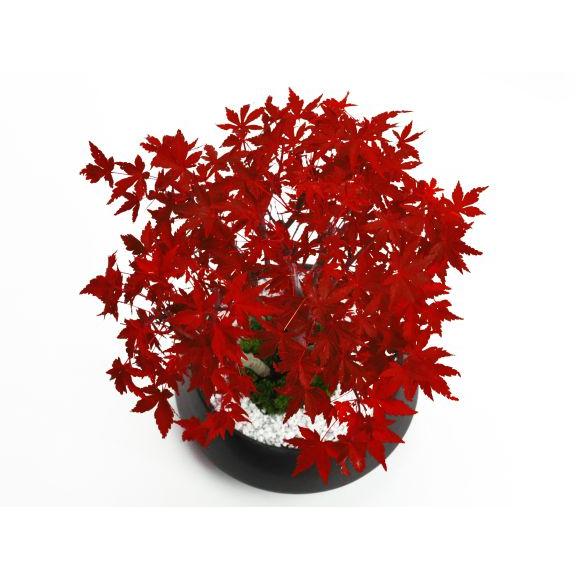 盆栽 山もみじの寄せ植え 太幹 モダン ミニ盆栽 雑木 記念樹 シンボル