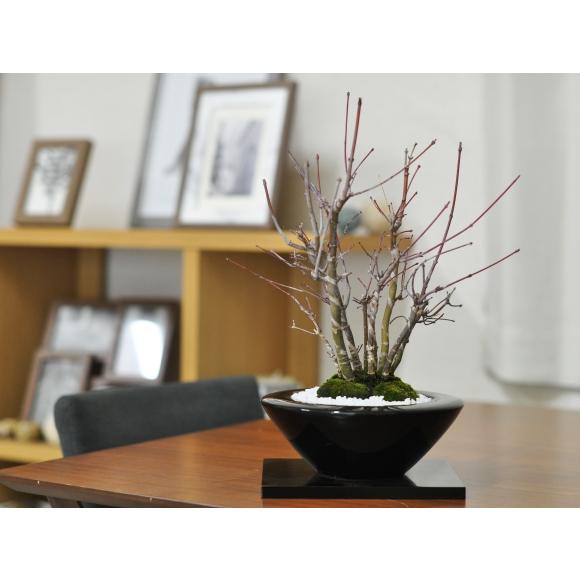 盆栽 山もみじの寄せ植え 太幹 モダン ミニ盆栽 雑木 記念樹 シンボル