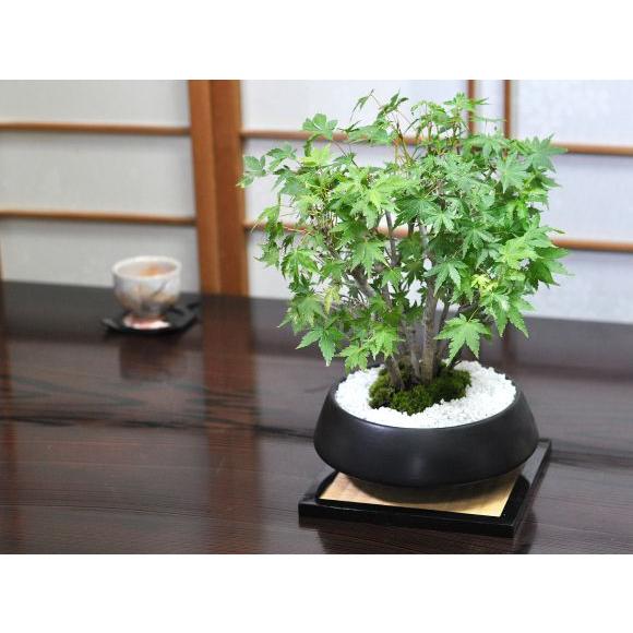 盆栽 山もみじの寄せ植え 太幹 モダン ミニ盆栽 雑木 記念樹 シンボル
