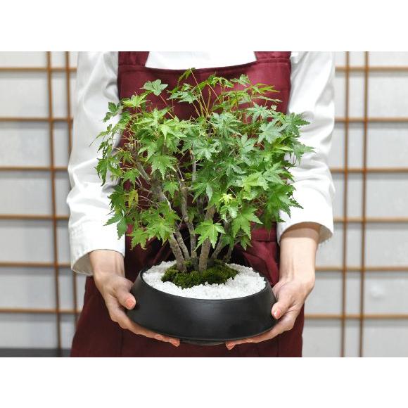 盆栽 山もみじの寄せ植え 太幹 モダン ミニ盆栽 雑木 記念樹 シンボル
