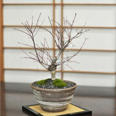 盆栽 出猩々(でしょうじょう)もみじ 太幹 ミニ盆栽 雑木 記念樹 鉢植え