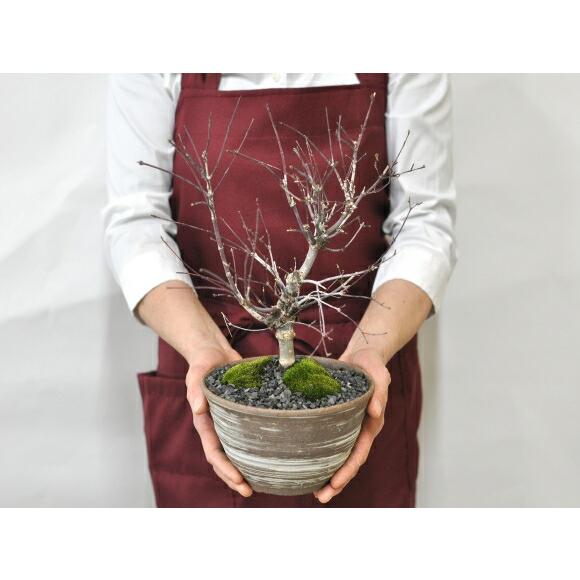 盆栽 出猩々(でしょうじょう)もみじ 太幹 ミニ盆栽 雑木 記念樹 鉢植え