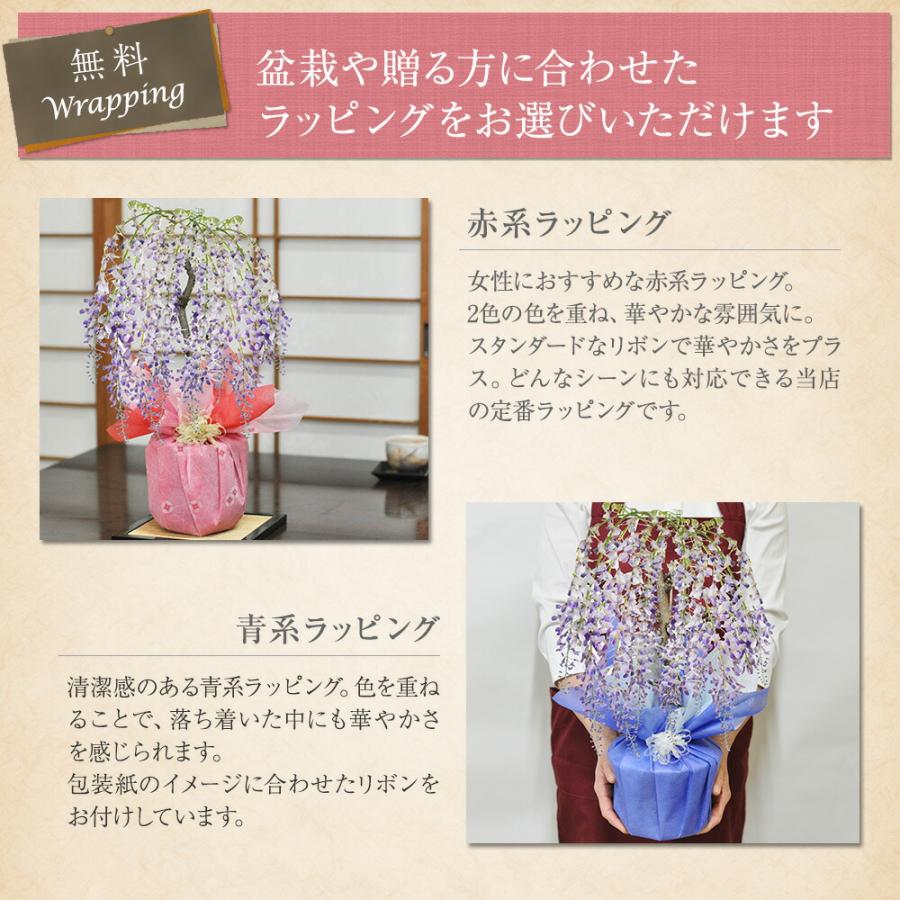 盆栽 桜 藤 桜と藤の寄植え盆栽 信楽焼 三足青窯変鉢 ミニ桜 旭山桜 一才桜 ギフト プレゼント 贈り物 御祝い誕生日 桜特集_11
