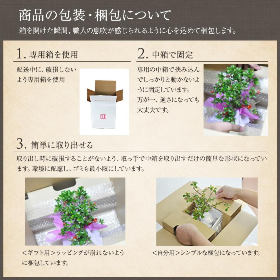 盆栽 桜 藤 桜と藤の寄植え盆栽 信楽焼 三足青窯変鉢 ミニ桜 旭山桜 一才桜 ギフト プレゼント 贈り物 御祝い誕生日 桜特集_12