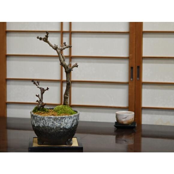 盆栽 桜 藤 桜と藤の寄植え盆栽 信楽焼 三足青窯変鉢 ミニ桜 旭山桜 一才桜 ギフト プレゼント 贈り物 御祝い誕生日 桜特集_15