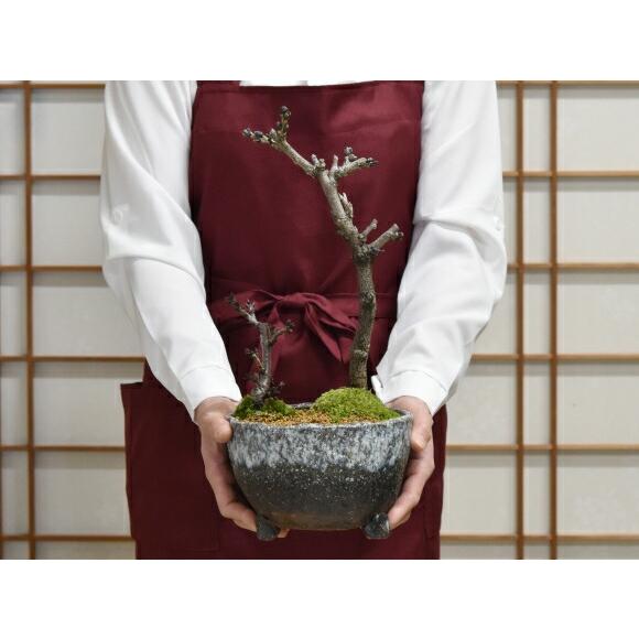 盆栽 桜 藤 桜と藤の寄植え盆栽 信楽焼 三足青窯変鉢 ミニ桜 旭山桜 一才桜 ギフト プレゼント 贈り物 御祝い誕生日 桜特集_16