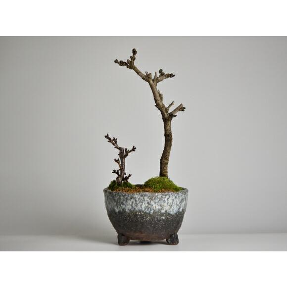 開花終了】盆栽 桜 藤 桜と藤の寄植え盆栽 信楽焼 三足青窯変鉢 開花終了】盆栽 桜 藤 桜と藤の寄植え盆栽 信楽焼 三足青窯変鉢