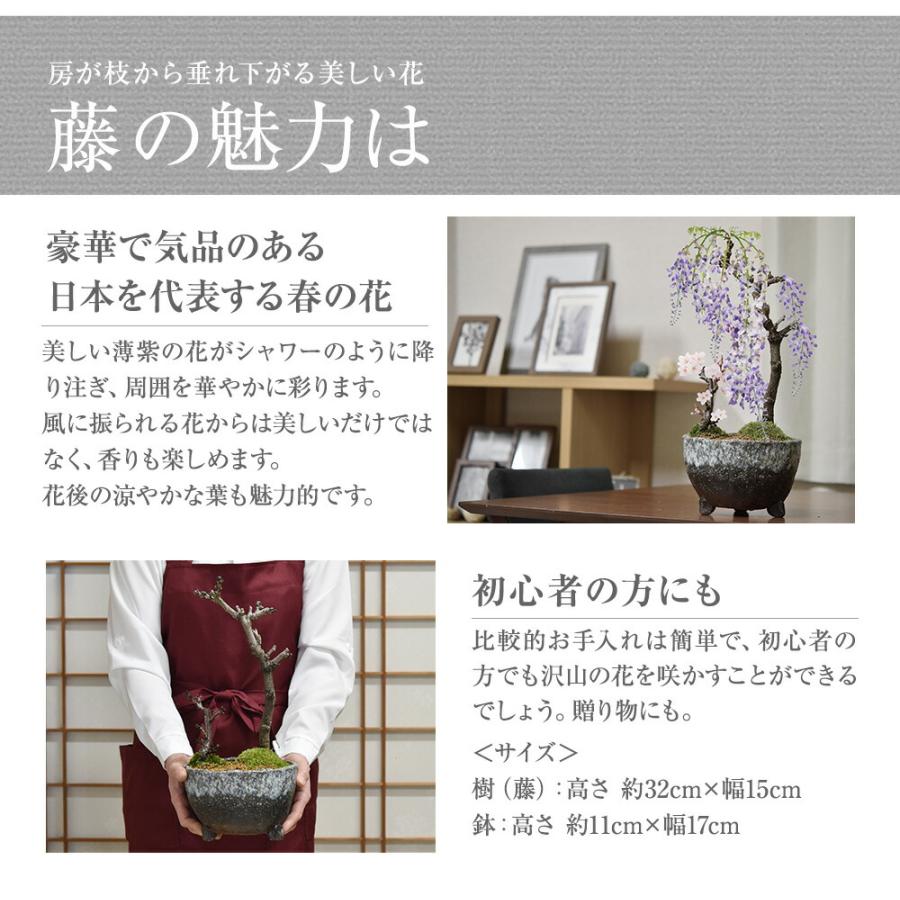 盆栽 桜 藤 桜と藤の寄植え盆栽 信楽焼 三足青窯変鉢 ミニ桜 旭山桜 一才桜 ギフト プレゼント 贈り物 御祝い誕生日 桜特集_2