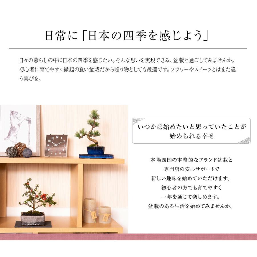 盆栽 桜 藤 桜と藤の寄植え盆栽 信楽焼 三足青窯変鉢 ミニ桜 旭山桜 一才桜 ギフト プレゼント 贈り物 御祝い誕生日 桜特集_3