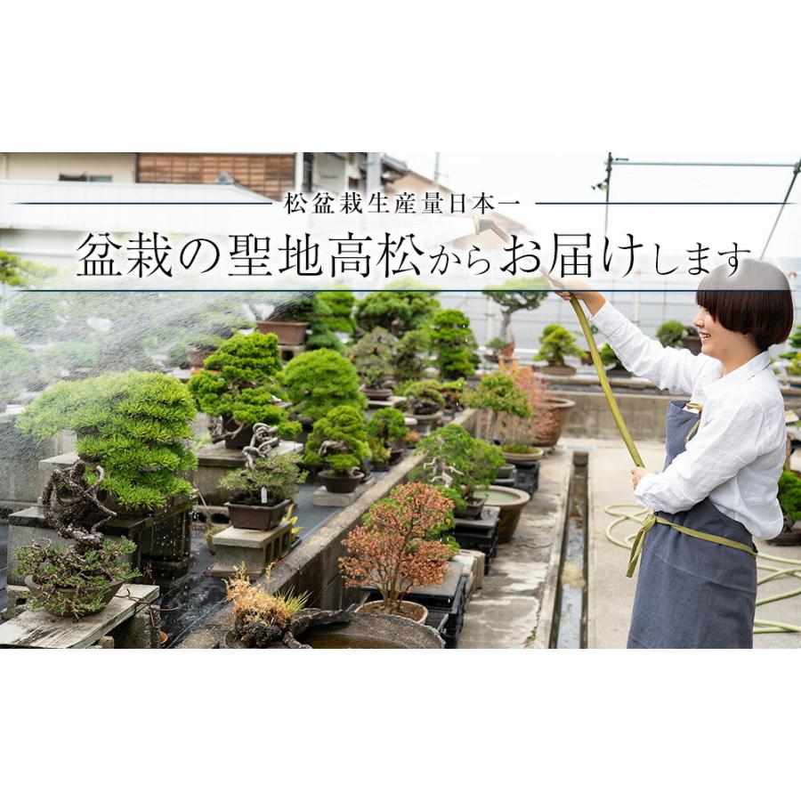 盆栽 桜 藤 桜と藤の寄植え盆栽 信楽焼 三足青窯変鉢 ミニ桜 旭山桜 一才桜 ギフト プレゼント 贈り物 御祝い誕生日 桜特集_7